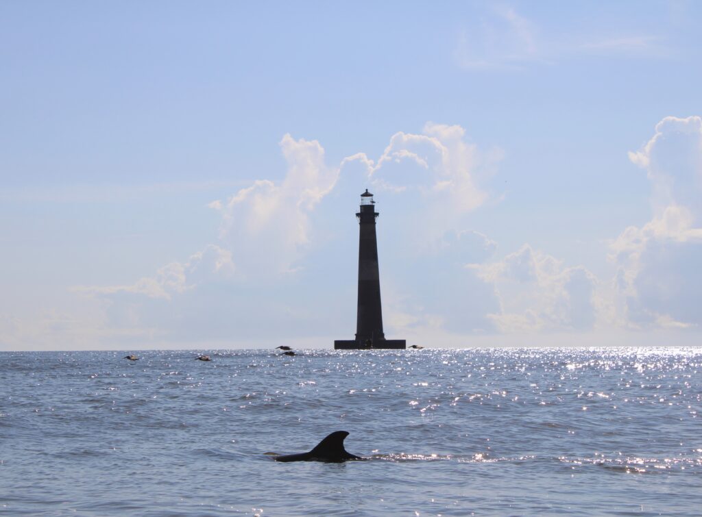 Dolphin tours Morris Island tour