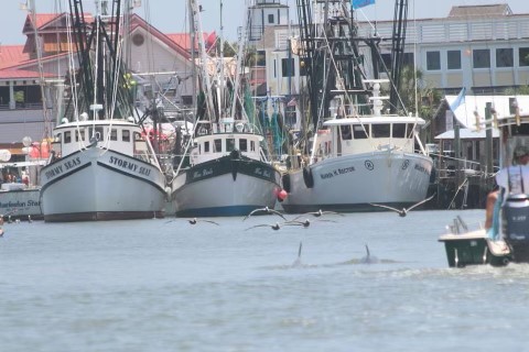 Shell hunting Charleston SC